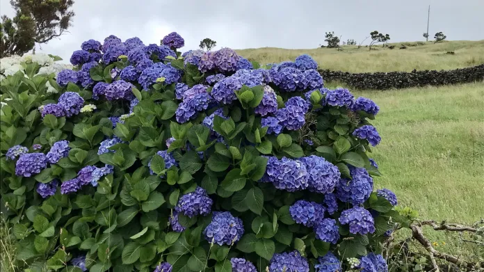Sytě modré barvě u hortenzií svědčí kyselá půda