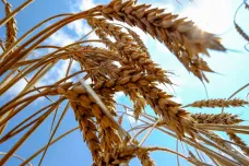 Slovensko zakázalo prodej a zpracování ukrajinského obilí. Úřady v něm objevily pesticid