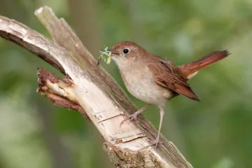 Jarní ptačí koncert ztichl a ubylo v něm nástrojů. Mezinárodní studie popsala znepokojivý fenomén