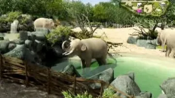 Nový areál nabídne slonům přirozenější prostředí