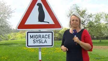 Migrace sysla