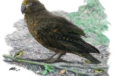 Na Novém Zélandu našli vědci pozůstatky největšího papouška na světě