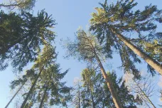 Obejde se obnova lesa po kůrovcové kalamitě bez sázení smrků? Před jejich širším využitím varují ekologové