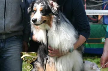 Výstava psů voříšků a bez PP v Hranicích