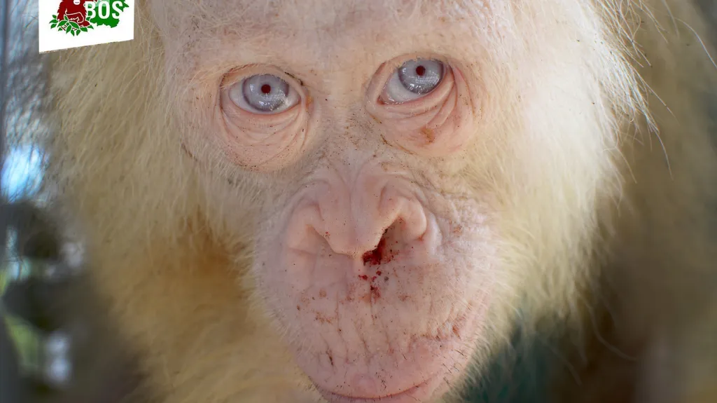 Albínský orangutan