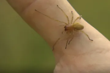 V Krkonoších se poprvé objevil druh jedovatého pavouka
