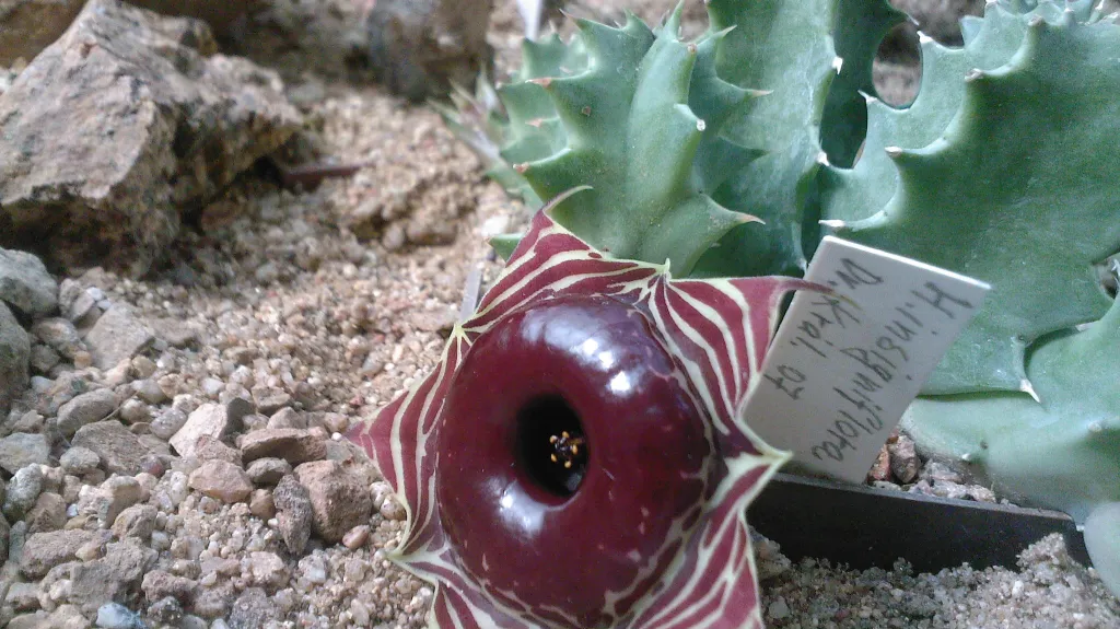 H. insigniflora