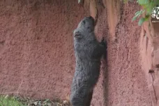 Pražská zoo chce jako první v zemi chovat tasmánské vombaty. Sameček Cooper už se zabydluje