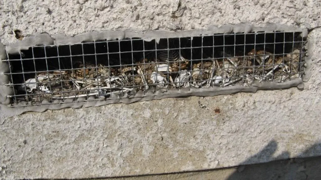 Kolonie uhynulých netopýrů