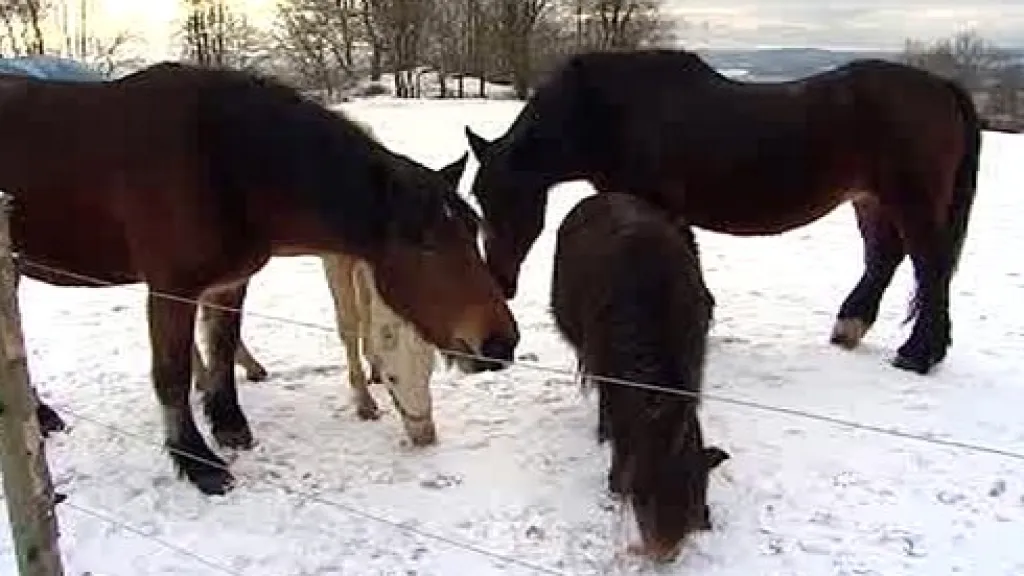Koně v ostrovském hospicu
