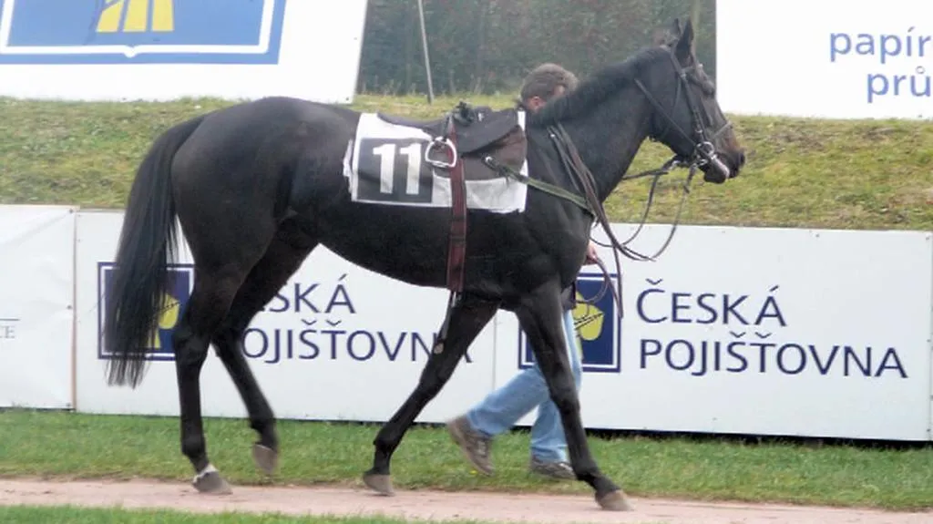 Klisna Inkasentka