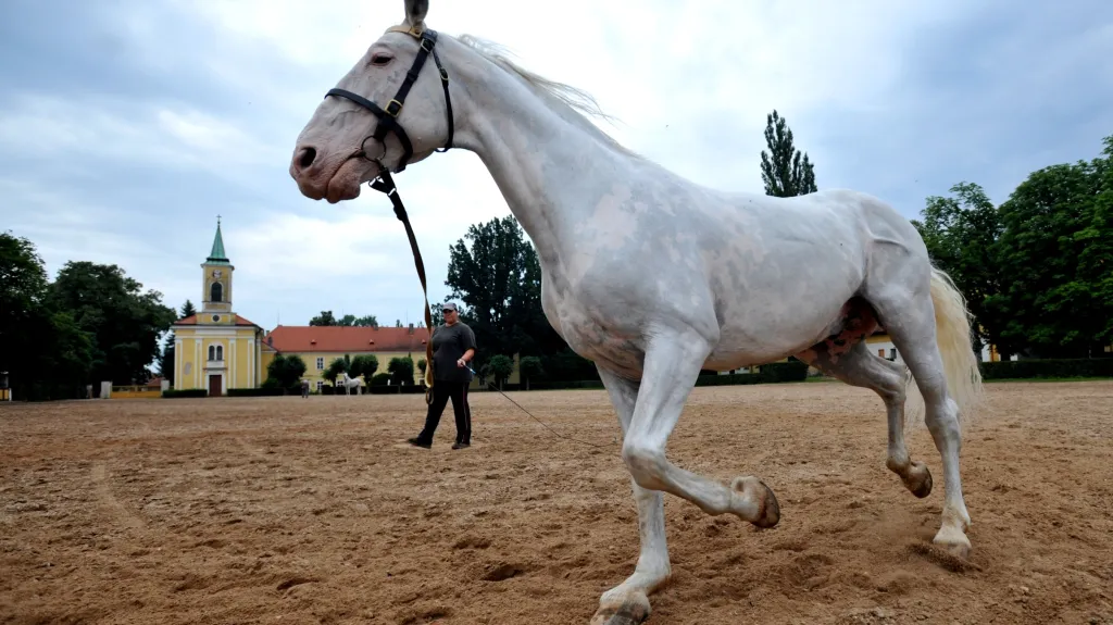 Národní hřebčín Kladruby nad Labem