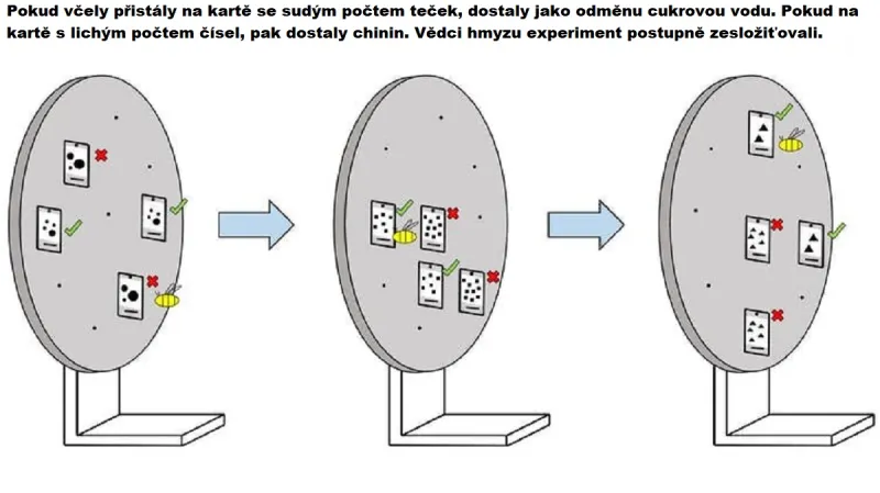 Včely rozeznávají sudou a lichou