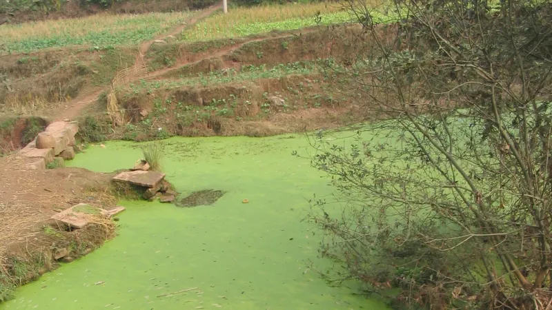 Vodní květ nebo kvetoucí voda způsobená přemnožením sinic