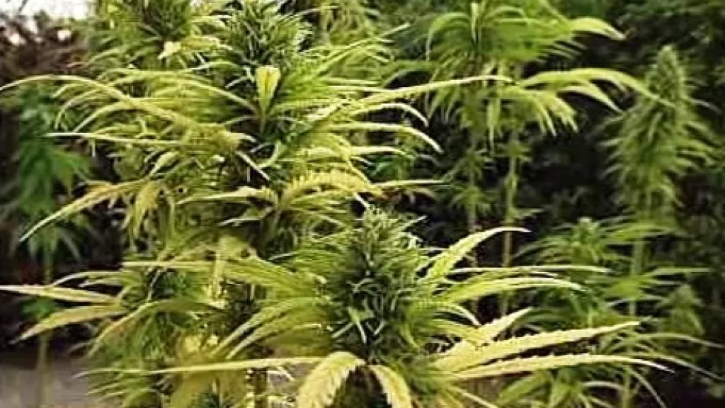 Marihuana