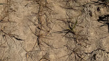 Aktuální sucho u Trebišova