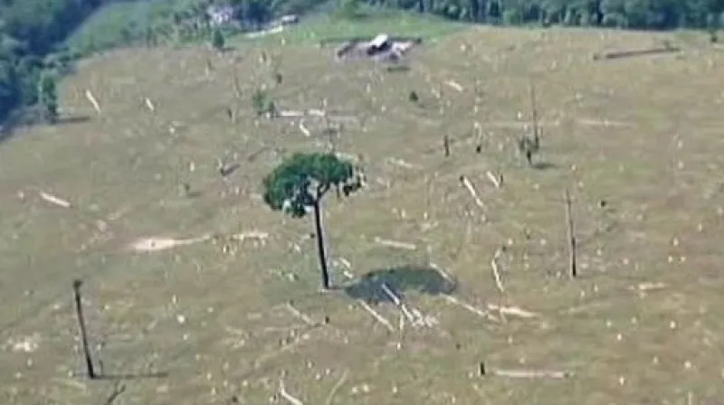 Pralesy se uzdravují