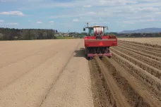 České brambory se letos zpozdí a podraží. Zemědělce trápí častý déšť a chladno