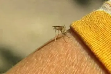 Na malárii jedině se šťávou, radí vědci