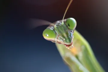 Asijský parazit umí donutit kudlanku, aby se utopila. Vědci přiblížili, jak to dělá
