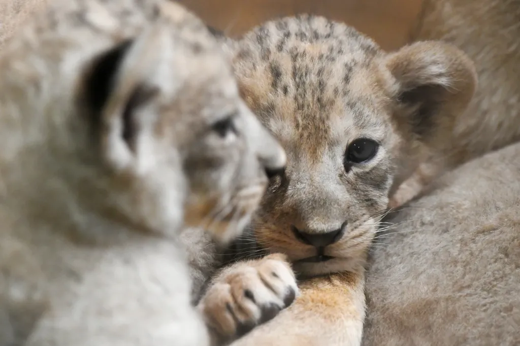 V Evropě je největší chovná skupina právě v Česku, kromě plzeňské zoo lvy berberské chovají i ve Dvoře Králové, Chlebech, Hodoníně, Liberci a Olomouci