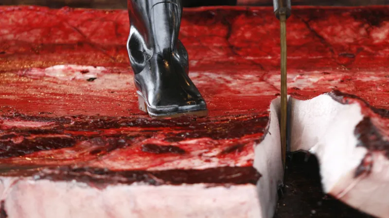 Zpracování ulovených velryb