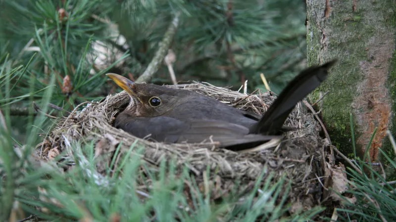 Samice kosa černého
