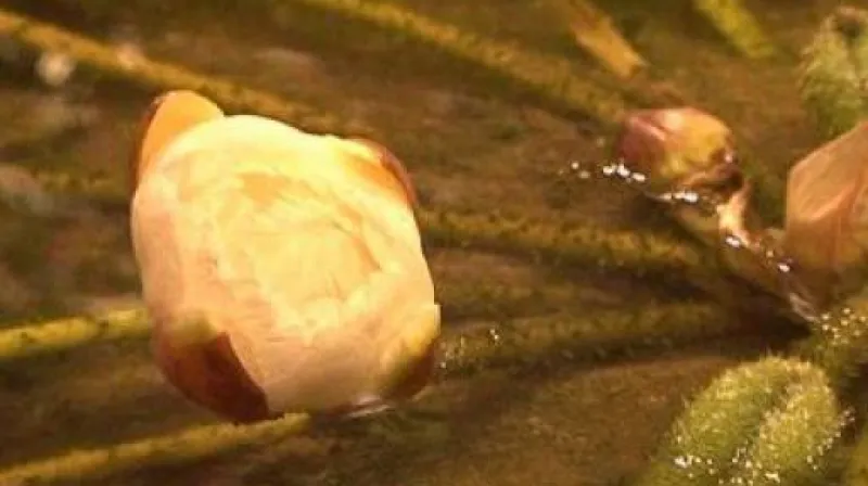 Rozkvět viktorie královské