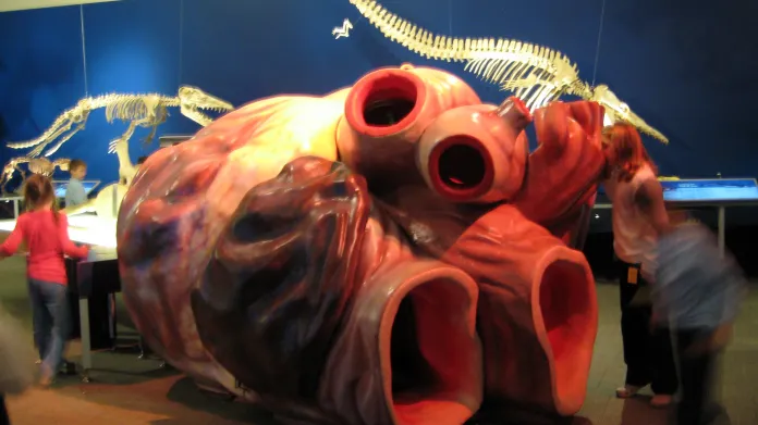 Model srdce plejtváka z Carnergie Museum