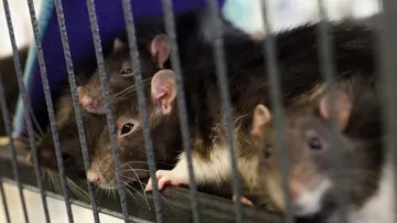 Krysy čekají na nové majitele