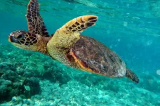 Migrující želvy zřejmě netuší, kam plavou. Kompas v jejich hlavě je hrubý, ukázala studie