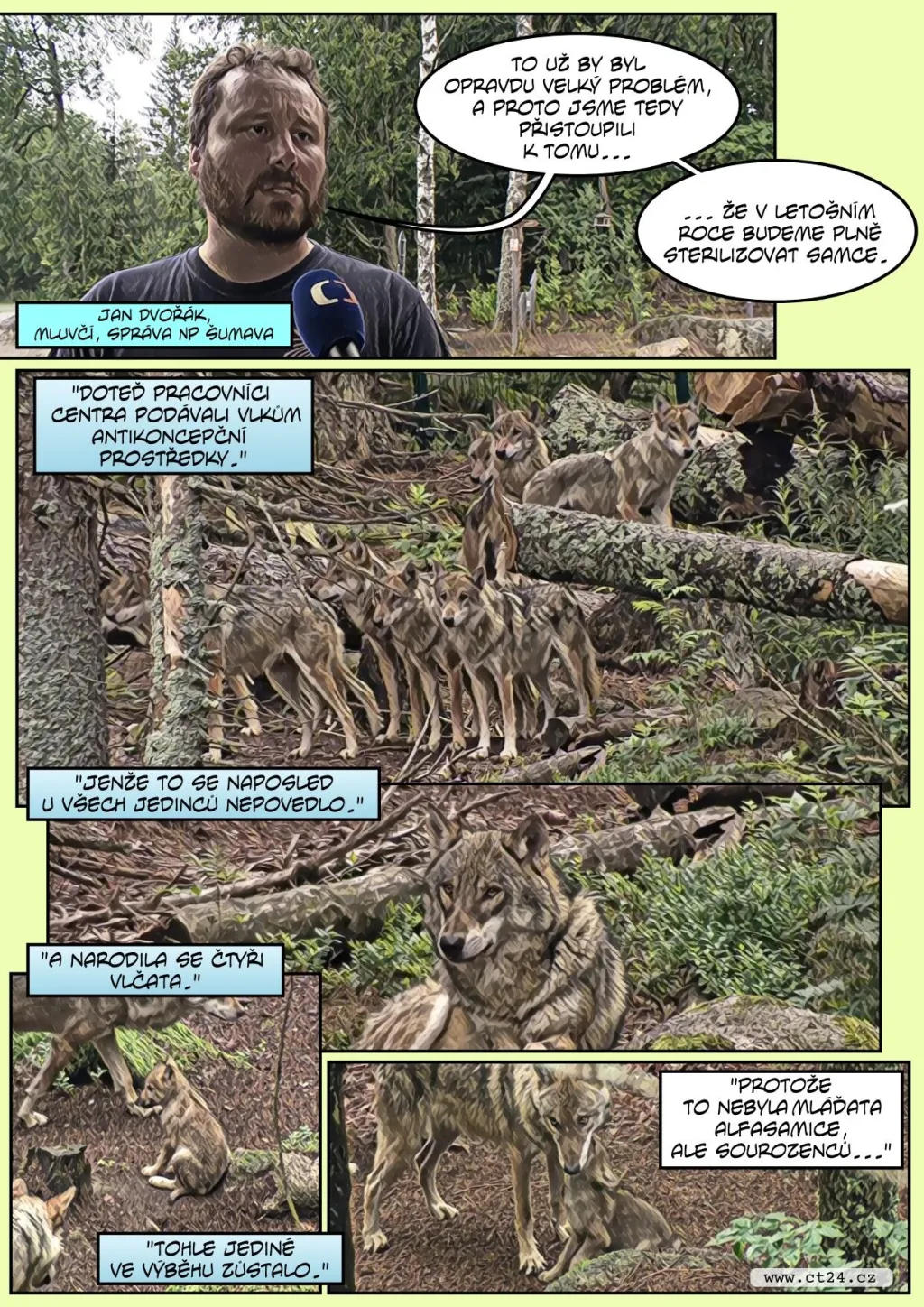 Šumavskou rezervaci trápí přemnožení vlci. I přes podanou antikoncepci dál rodí mláďata