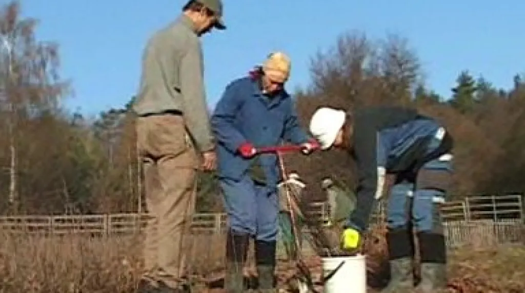 Výsadba jabloňového podnoží