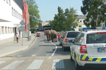 Přerov udělil cirkusu pokutu za veřejnou promenádu slonů. Na náměstí pili z kašny, podle úřadu šlo o týrání