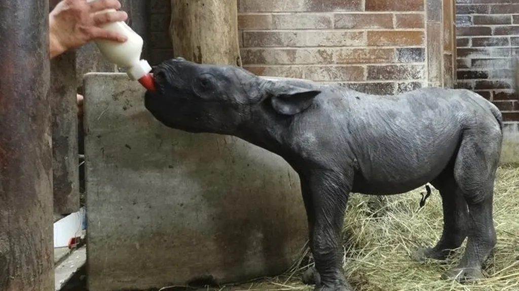 Nové nosorožčí mládě