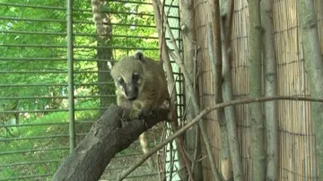 Nosálové v brněnské zoo už se osmělili a užívají si venkovního výběhu