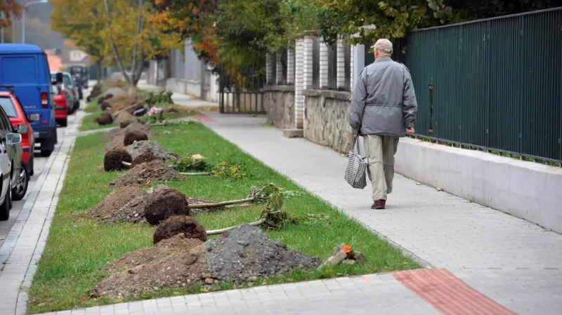 Pokus o rekord v sázení stromů - Květná ulice v Brně