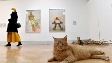 Kočky z útulku na výstavě v Domě umění v Brně