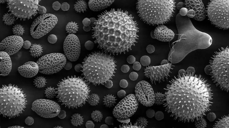 Pylová zrna pod mikroskopem