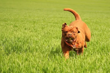 Veterináři letos registrují první případy klíšťové boreliózy u psů, přispívá k tomu teplé a vlhké jaro