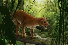 Nejstarší šavlozubý tygr světa byl velký jako moderní kočka. Uspěl díky evolučnímu náskoku