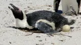 Tučňák brýlový je jediný druh který hnízdí na pobřeží jižní Afriky.