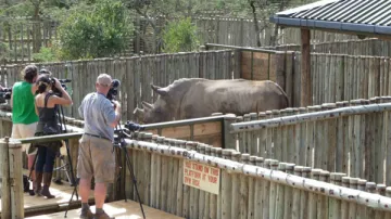 Čeští nosorožci přijeli do Keni
