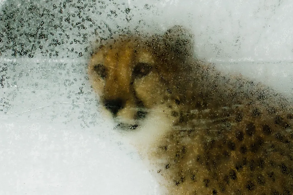 Nominace v kategorii Zvířata v lidské péči. Zasklený gepard - Pohled geparda přes zamrzlé sklo výběhu v královédvorské zoologické zahradě.