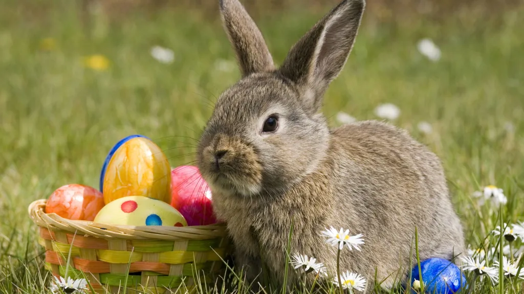 Velikonoční zajíček a barevná vajíčka