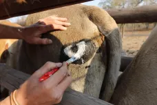 Oči nakreslené na kravském zadku odpuzují predátory, odhalil čtyřletý výzkum