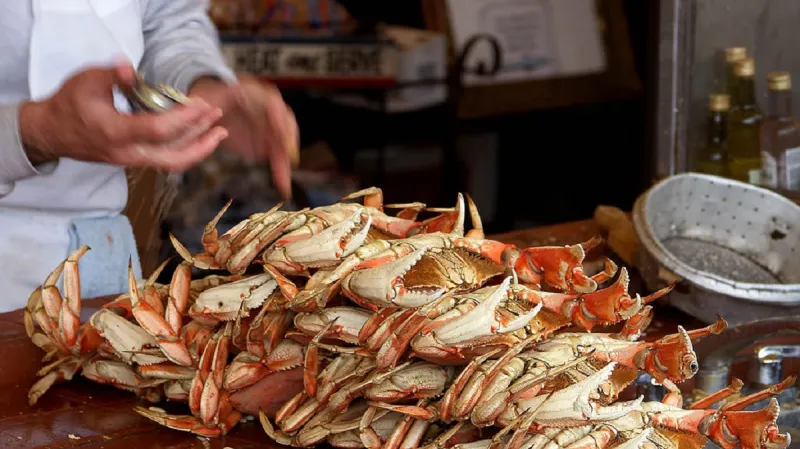 Krab Metacarcinus magister