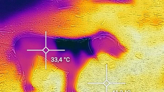 Působení horka na psa v Bejrútu naměřené termokamerou