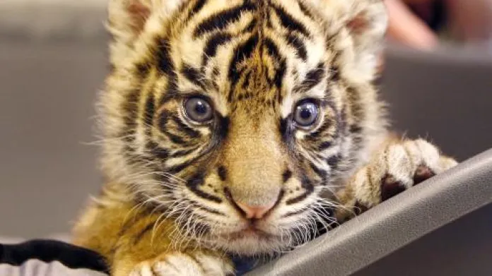 Údajně neplodné samici se ve frankfurtské zoologické zahradě narodila malá tygřice Daseep