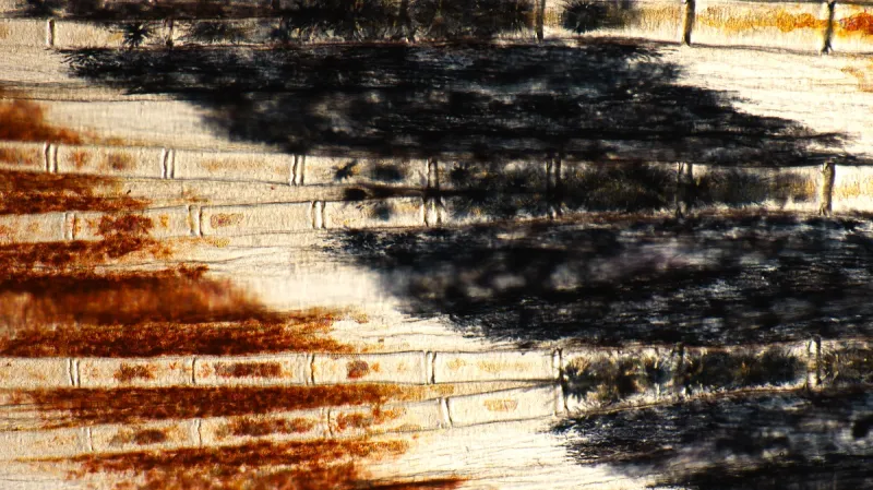 Dr. Leonardo Andrade - detail těla dánia pruhovaného